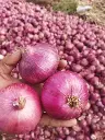 Red Onion